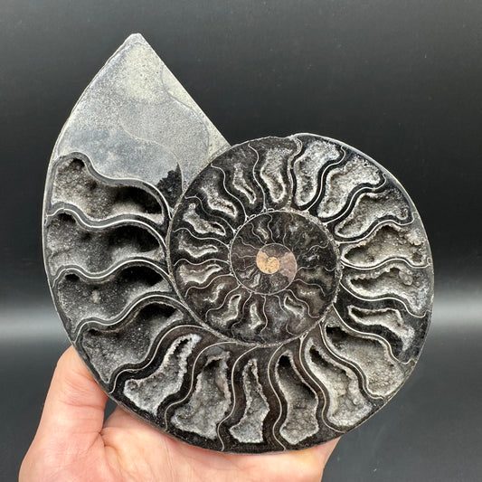 Cleoniceras Ammonite Cut And Polished Fossil Pair With Stand - Cretaceous Ammonite Madagascar