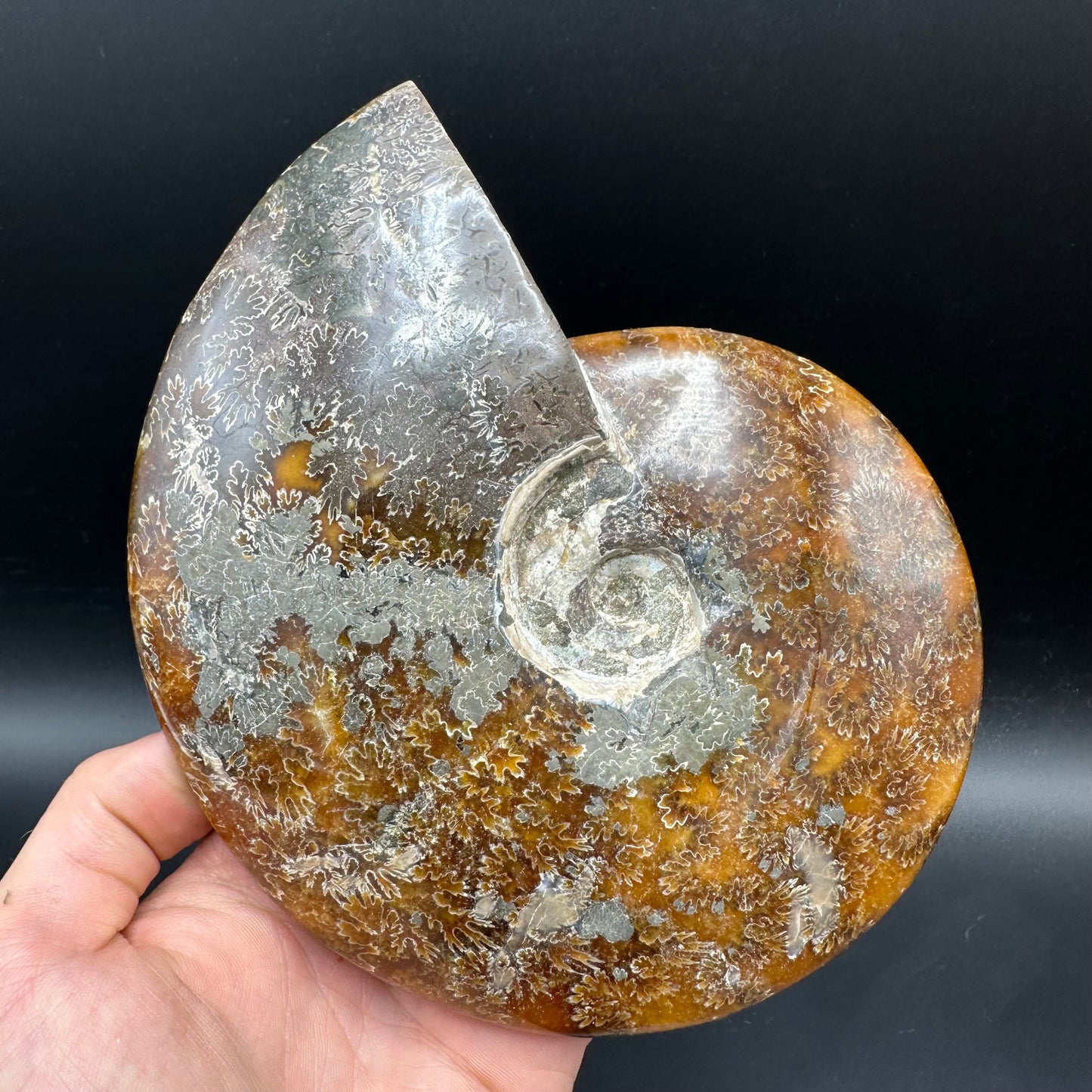 Cleoniceras Ammonite Fossil With Stand - Cretaceous Ammonite Madagascar