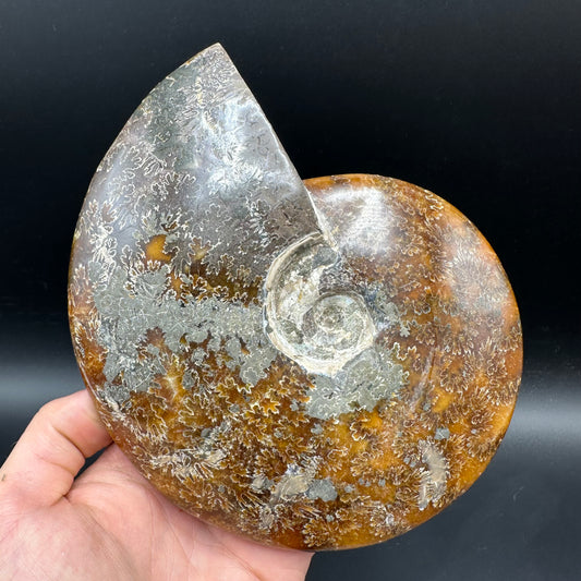 Cleoniceras Ammonite Fossil With Stand - Cretaceous Ammonite Madagascar