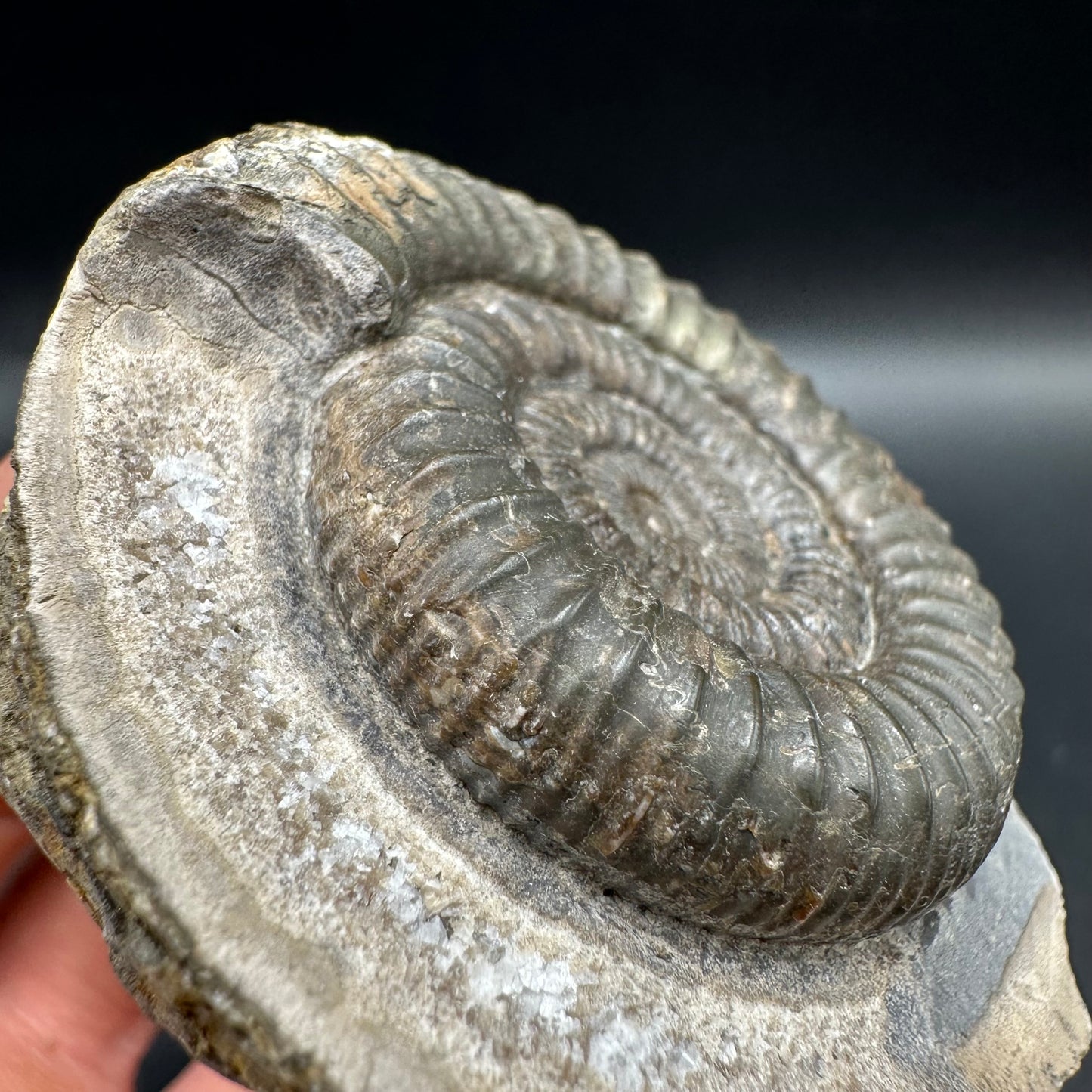 Dactylioceras Ammonite Fossil With Box And Stand - Whitby, North Yorkshire Jurassic Coast Yorkshire Fossils