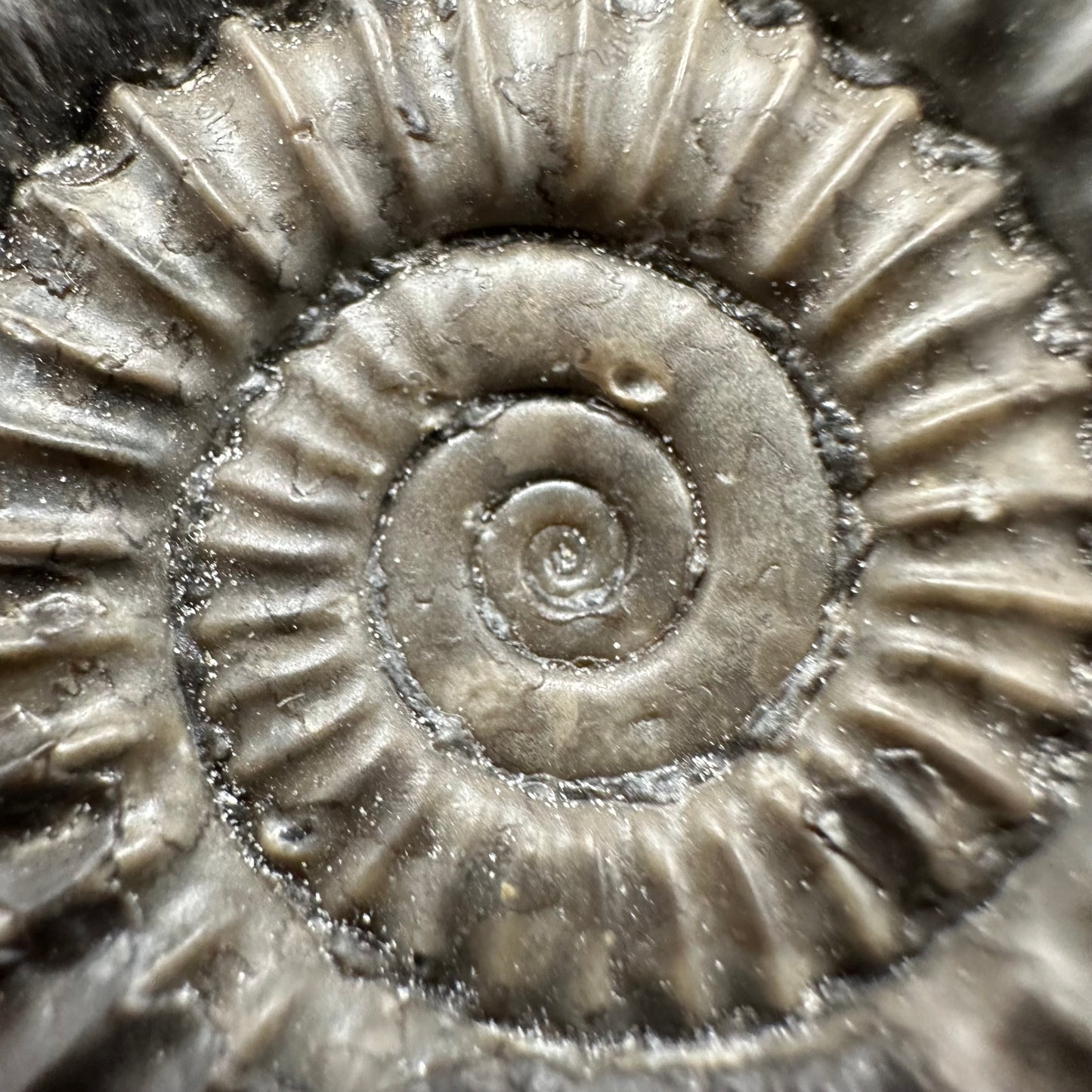 Arnioceras ammonite shell fossil with box and stand - Whitby, North Yorkshire Jurassic Coast Yorkshire Fossils