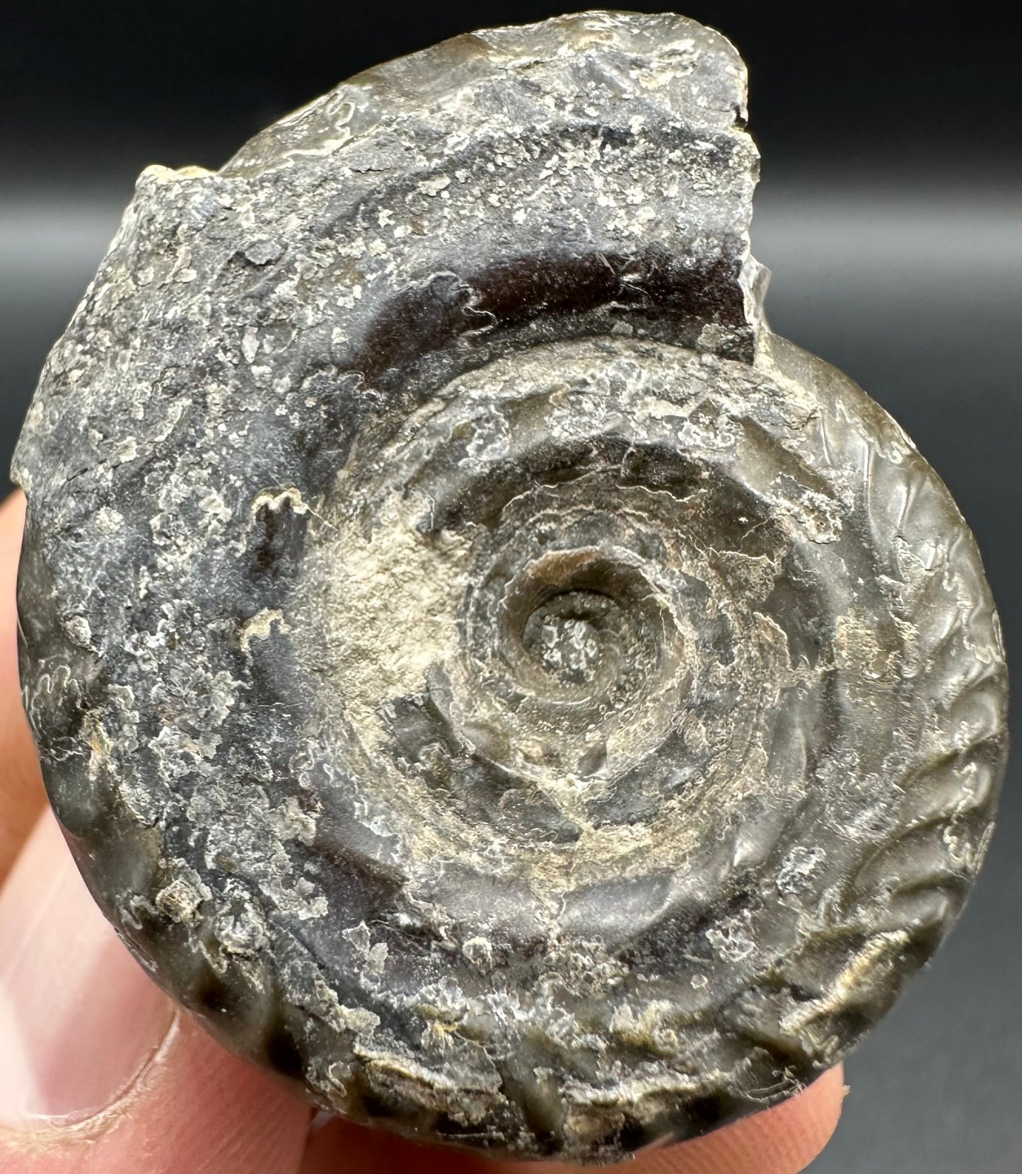 Hildoceras Bifrons Ammonite fossil with box and stand - Whitby, North Yorkshire Jurassic Coast, Yorkshire Fossils from the Jurassic Coast