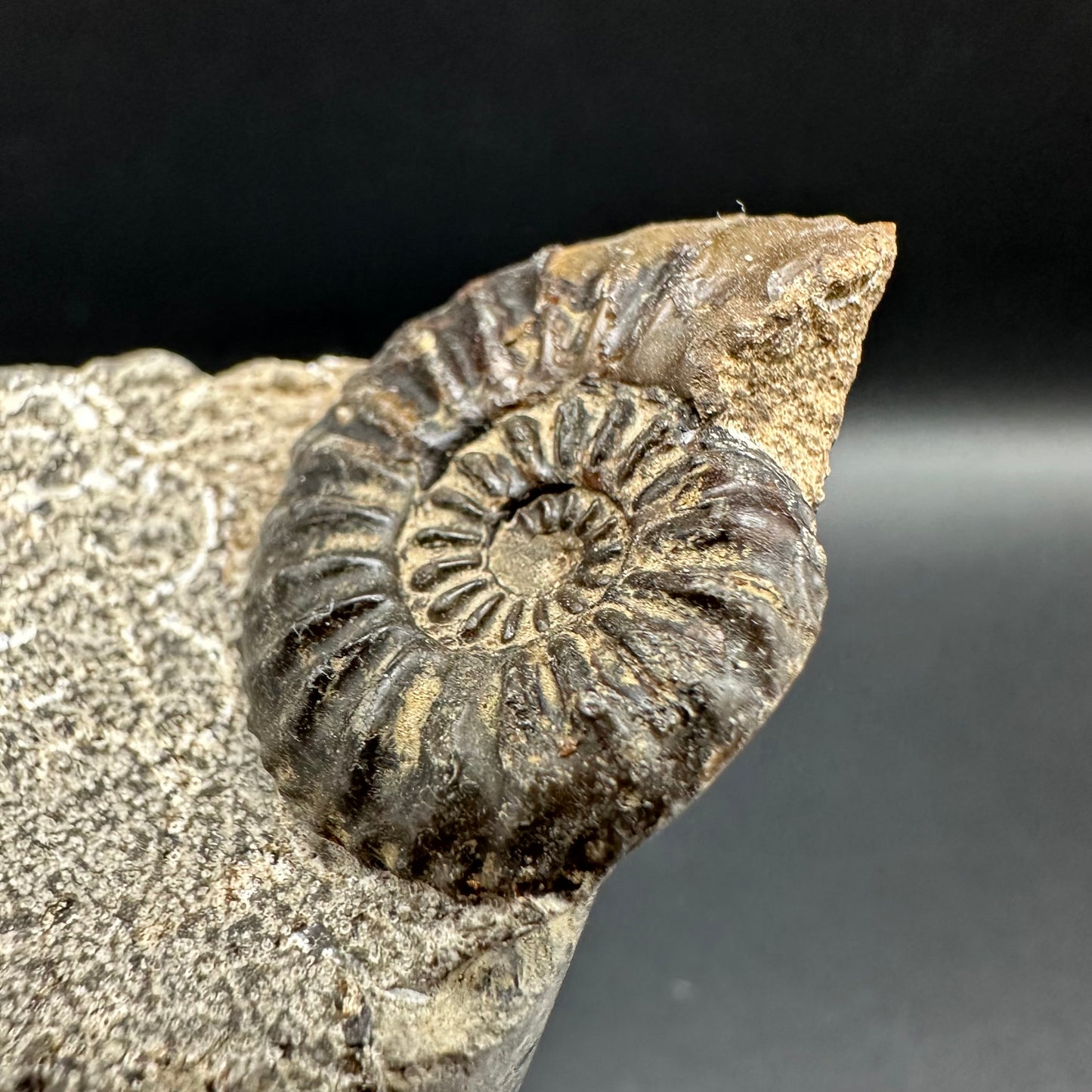 Amaltheus subnodosus Ammonite fossil with box and stand - Whitby, North Yorkshire Jurassic Coast Yorkshire Fossils