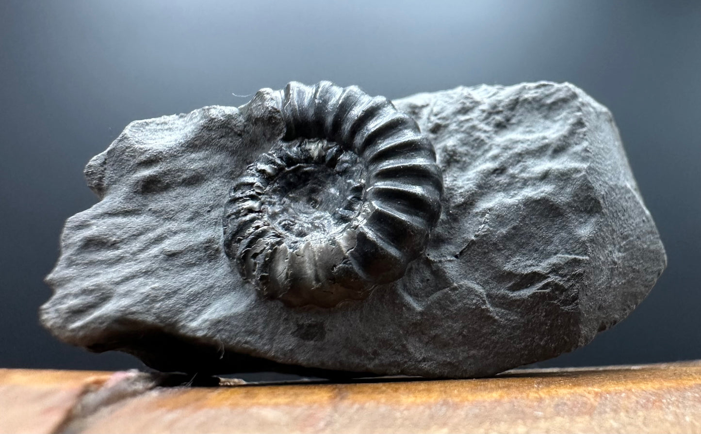 Promicroceras ammonite shell fossil with box and stand - Whitby, North Yorkshire Jurassic Coast Yorkshire Fossils