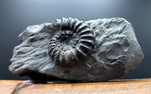 Promicroceras ammonite shell fossil with box and stand - Whitby, North Yorkshire Jurassic Coast Yorkshire Fossils