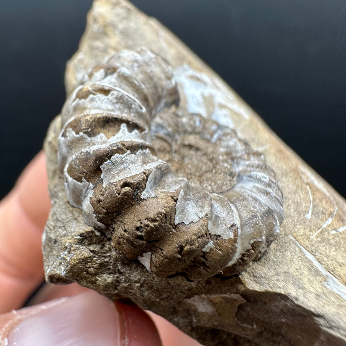 Androgynoceras capricornus Ammonite Fossil With Stand - Whitby, North Yorkshire Jurassic Coast Yorkshire Fossils