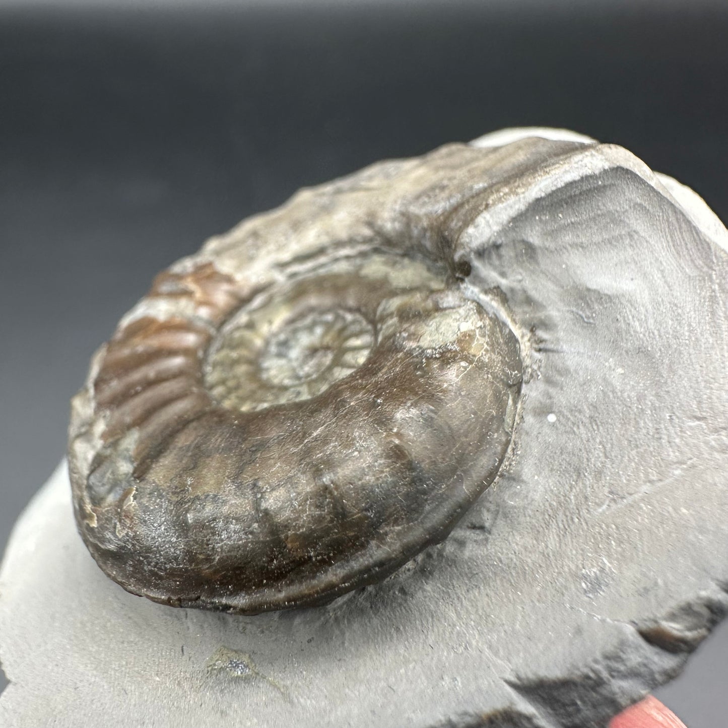 Agassiceras sp. ammonite fossil with box and stand - Whitby, North Yorkshire Jurassic Coast Yorkshire Fossils