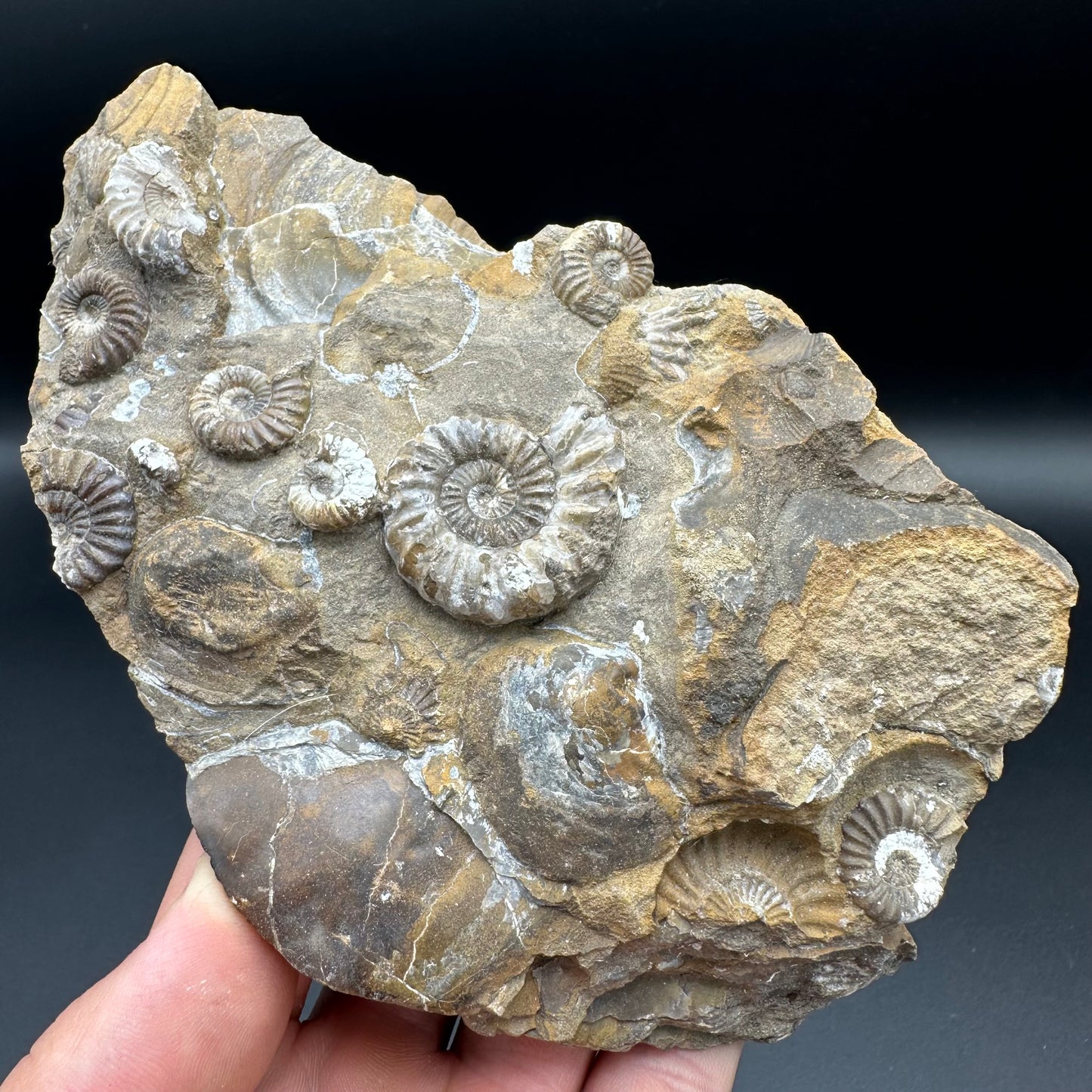 Androgynoceras Capricornus ammonite fossil - Whitby, North Yorkshire Jurassic Coast Yorkshire Fossils