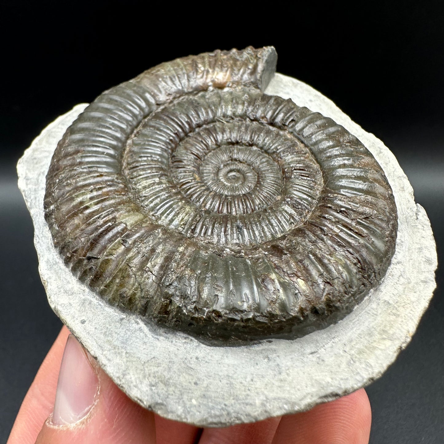 Dactylioceras Ammonite Fossil With Box And Stand - Whitby, North Yorkshire Jurassic Coast Yorkshire Fossils