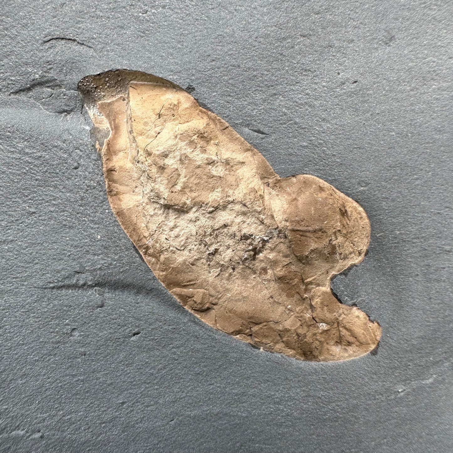 Golden Egg (GENUINE) Coprolite Fossil With Stand - Whitby, North Yorkshire Jurassic Coast Yorkshire Fossils