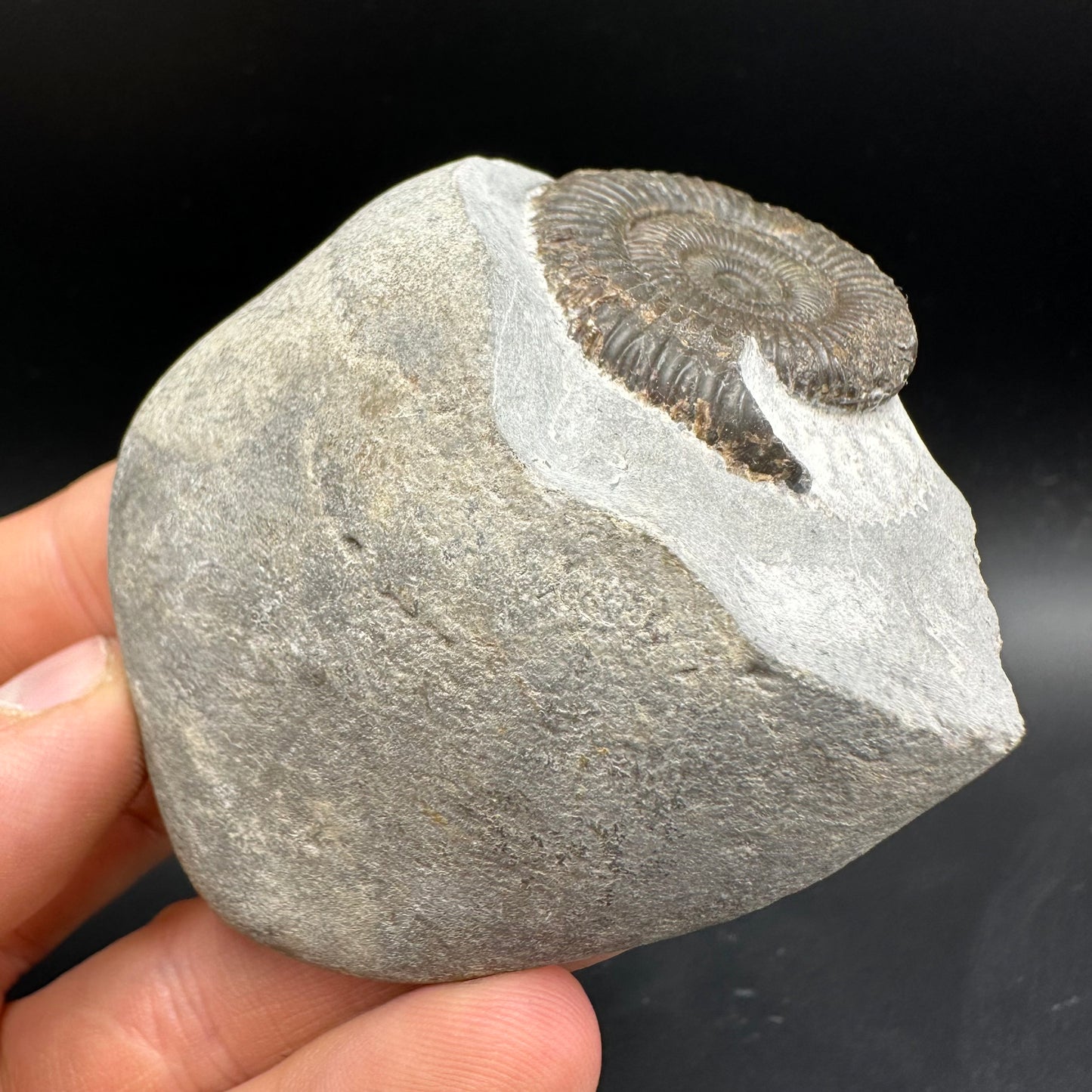 Dactylioceras Ammonite Fossil With Box And Stand - Whitby, North Yorkshire Jurassic Coast Yorkshire Fossils