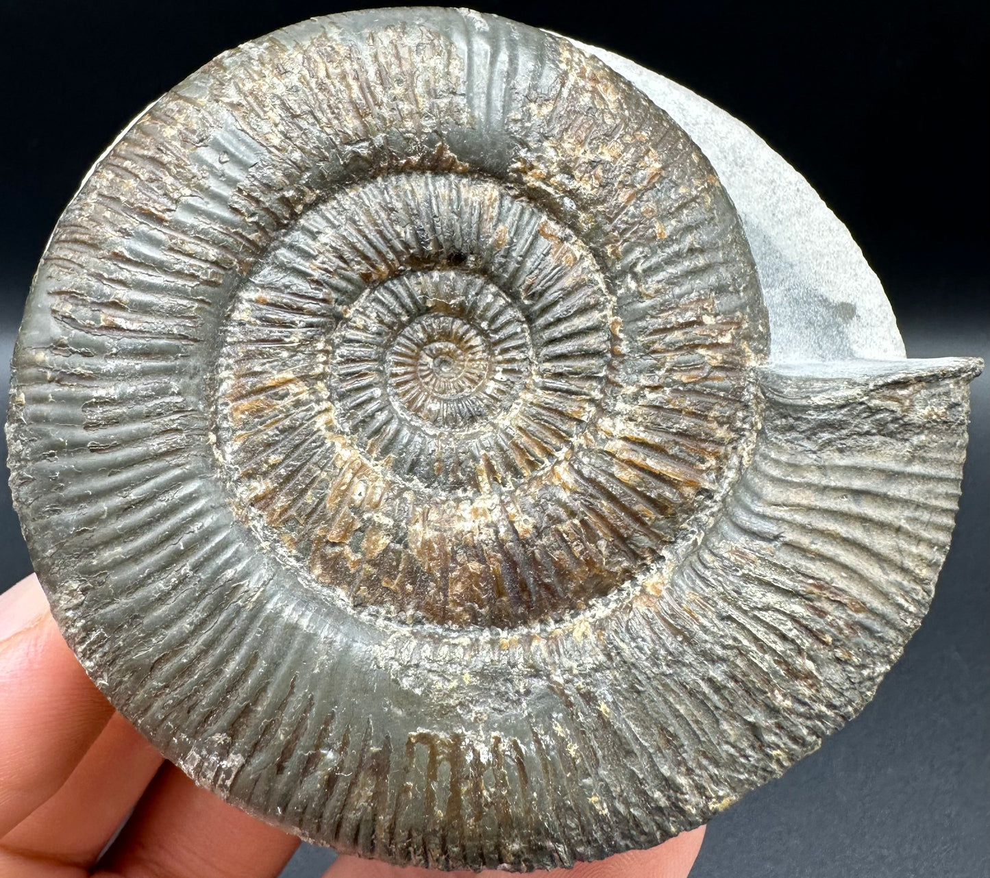 Dactylioceras semicelatum Ammonite fossil with box and stand - Whitby, North Yorkshire Jurassic Coast Yorkshire Fossils