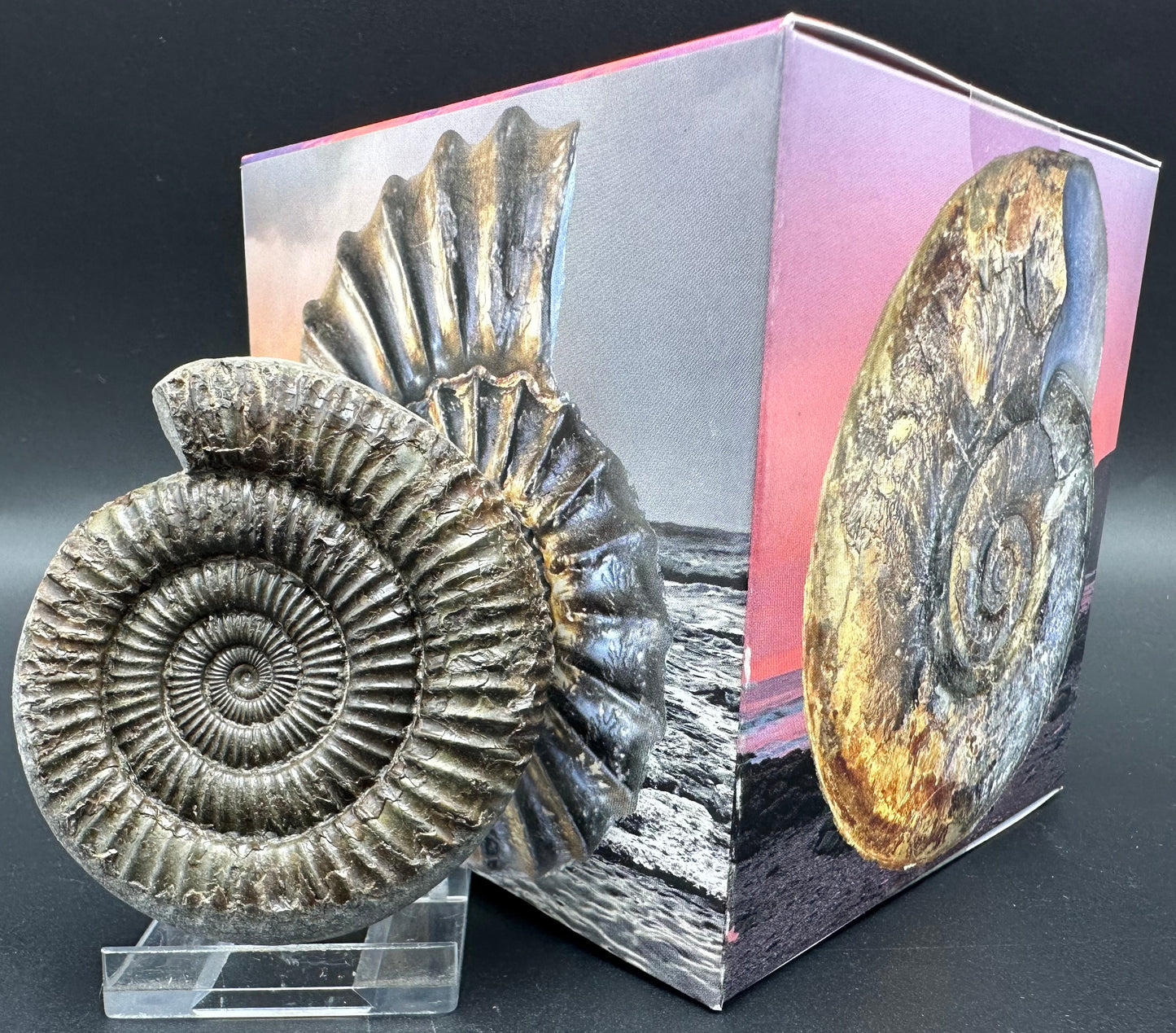 Dactylioceras Ammonite Fossil With Box And Stand - Whitby, North Yorkshire Jurassic Coast Yorkshire Fossils