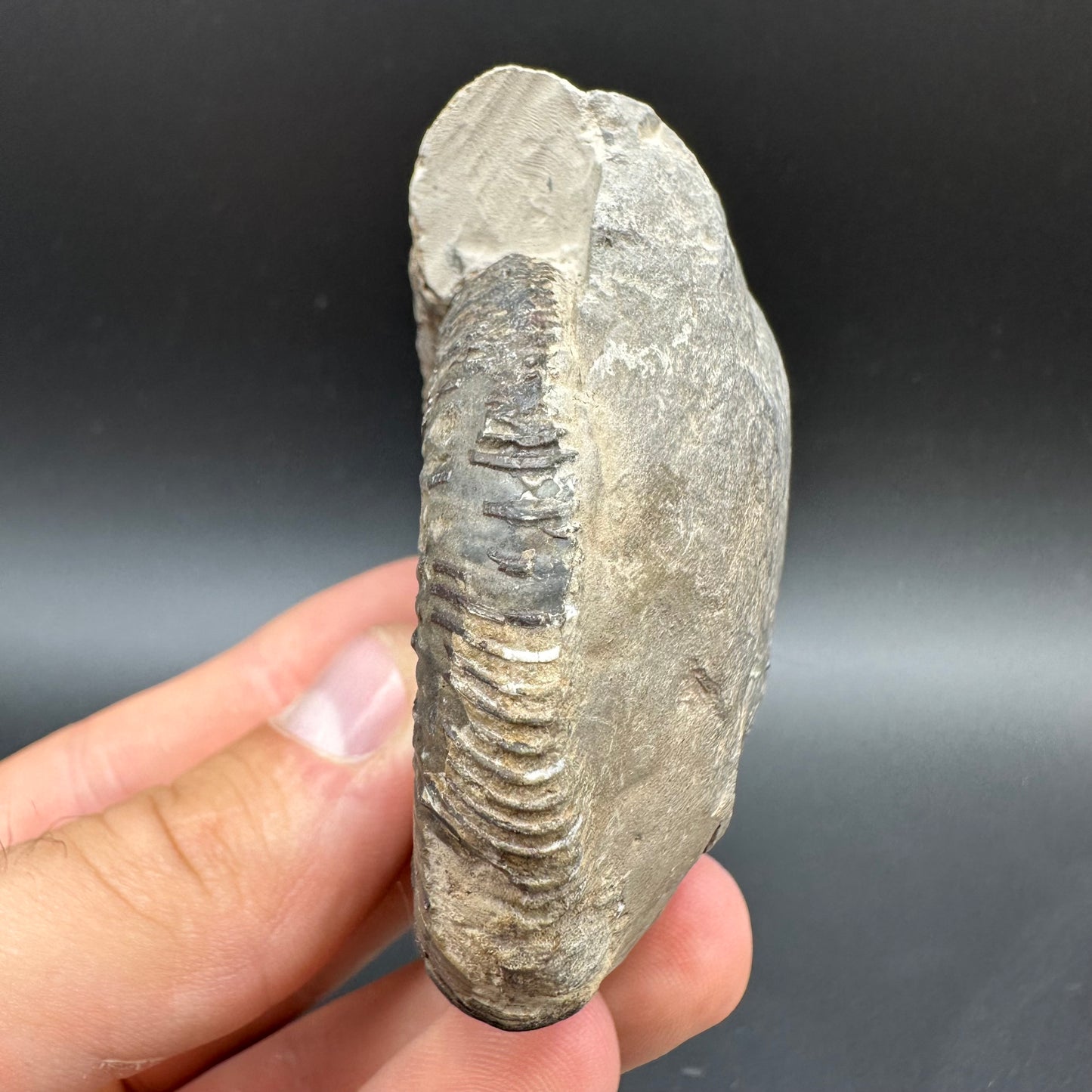 Dactylioceras clevelandicum Ammonite fossil with box and stand - Whitby, North Yorkshire Jurassic Coast