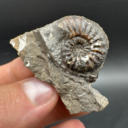 Amaltheus subnodosus Ammonite fossil with box and stand - Whitby, North Yorkshire Jurassic Coast Yorkshire Fossils