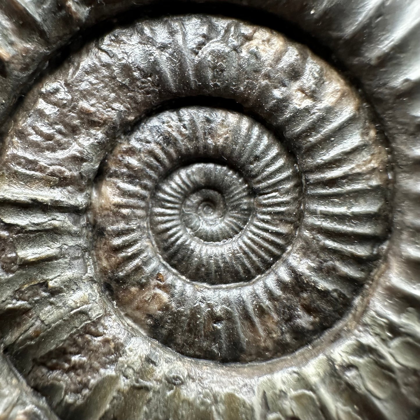 Dactylioceras Ammonite Fossil With box and Stand - Whitby, North Yorkshire Jurassic Coast Yorkshire Fossils