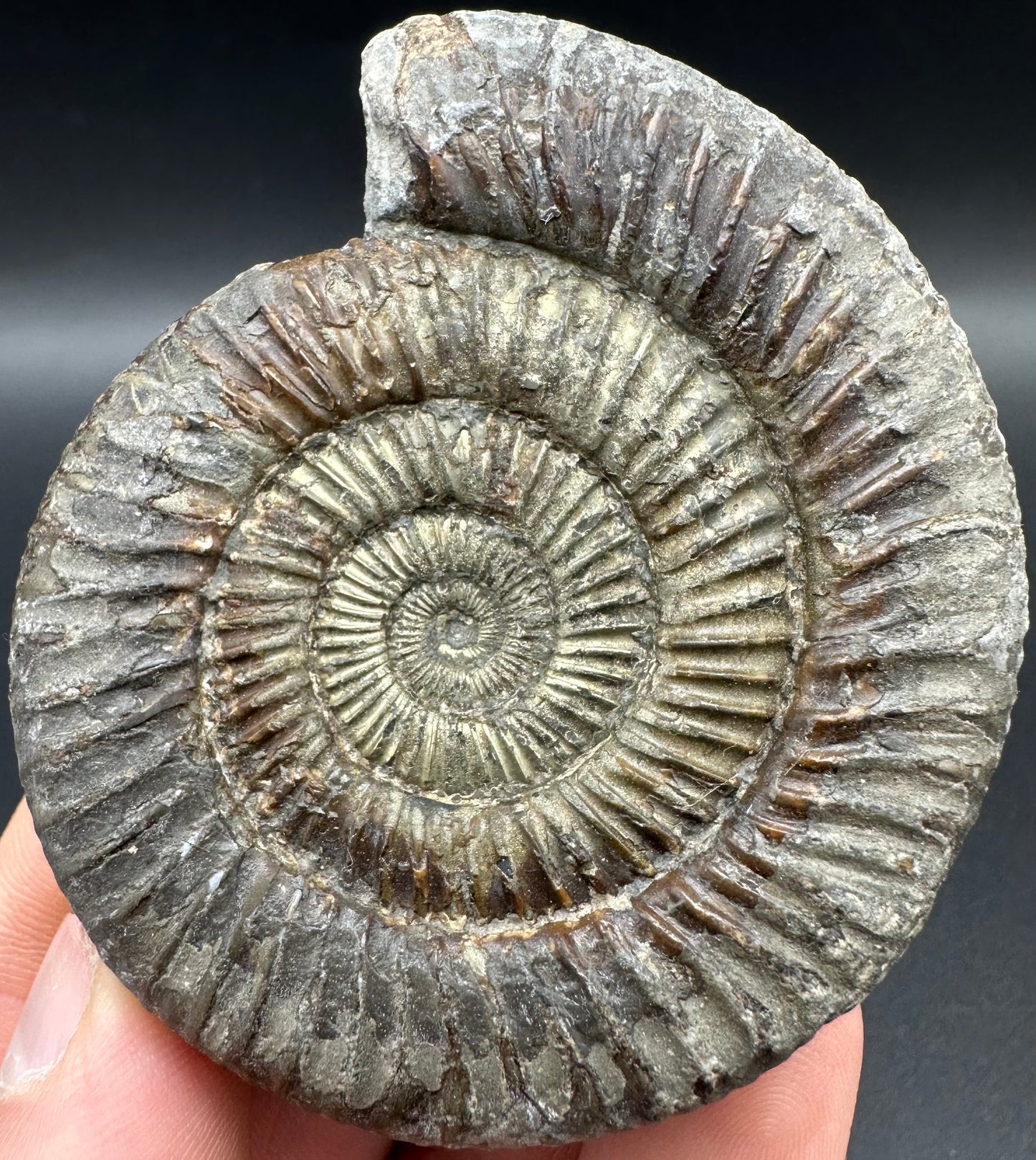 Golden Dactylioceras Ammonite Fossil With Box And Stand - Whitby, North Yorkshire Jurassic Coast Yorkshire Fossils