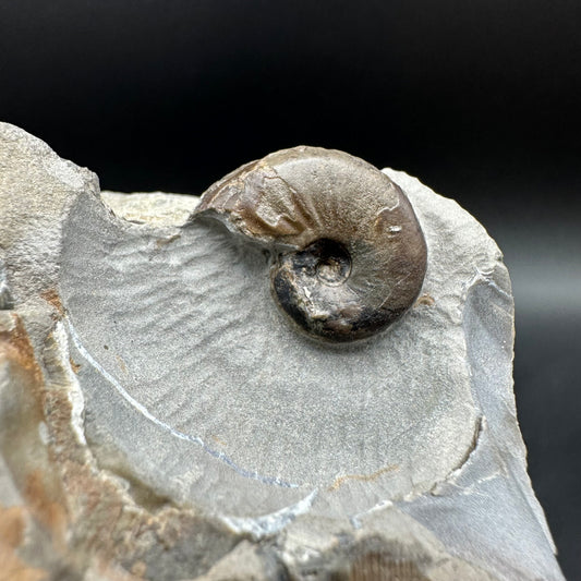 Amaltheus striatus ammonite fossil with box and stand - Whitby, North Yorkshire Jurassic Coast Yorkshire Fossils
