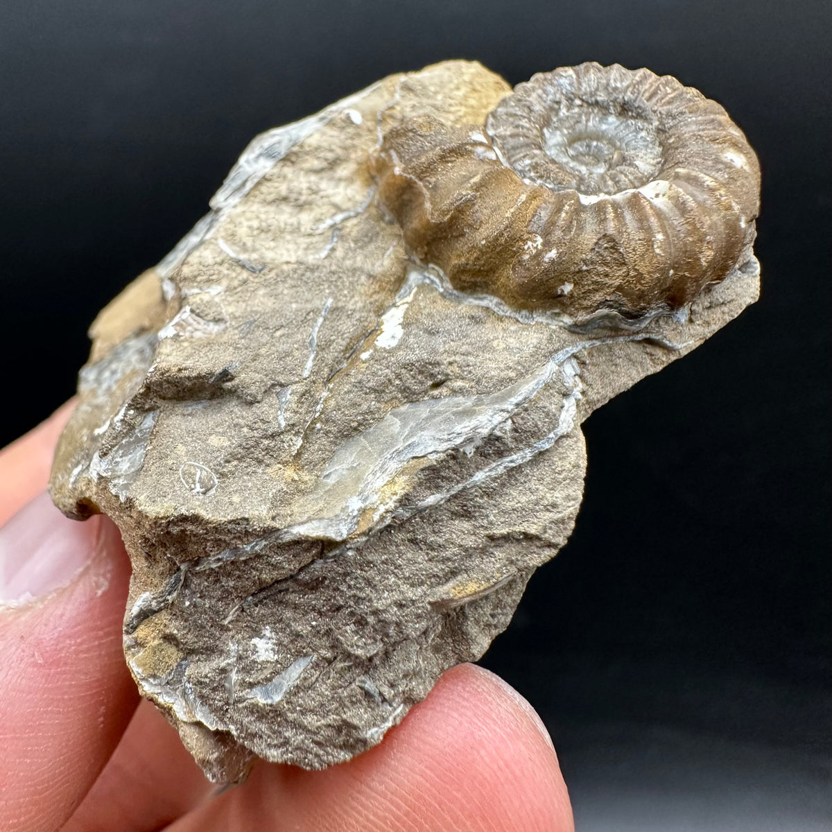 Androgynoceras capricornus Ammonite Fossil With Stand - Whitby, North Yorkshire Jurassic Coast Yorkshire Fossils