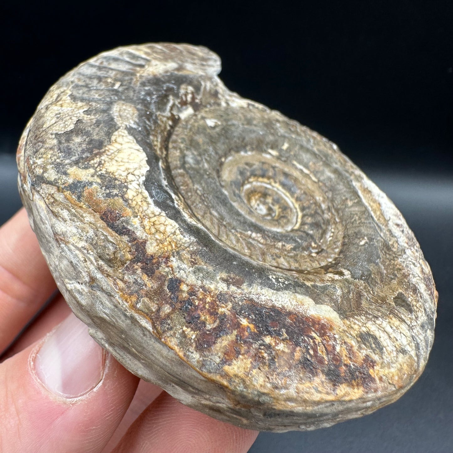 Hildoceras Bifrons Ammonite fossil with box and stand - Whitby, North Yorkshire Jurassic Coast, Yorkshire Fossils from the Jurassic Coast