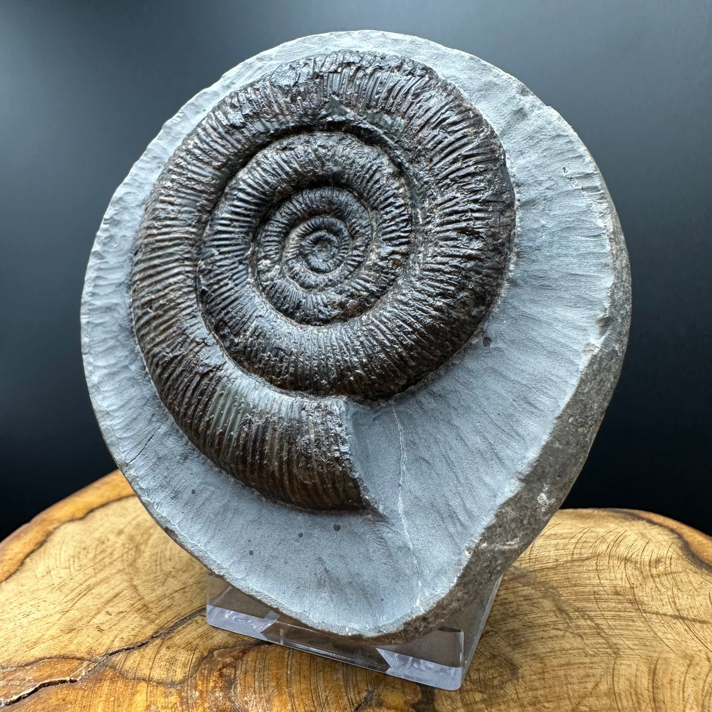 Dactylioceras tenuicostatum Ammonite fossil with box and stand - Whitby, North Yorkshire Jurassic Coast