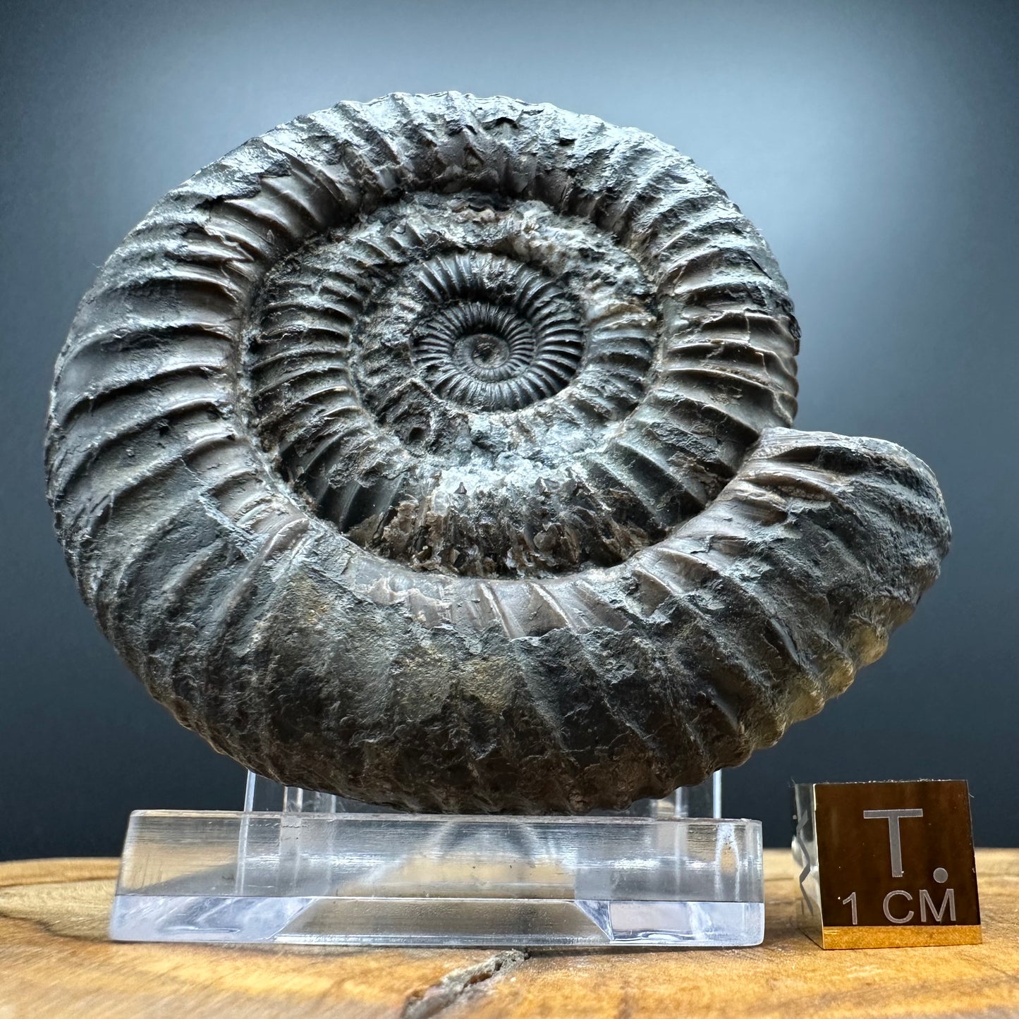 Dactylioceras Ammonite Fossil With box and Stand - Whitby, North Yorkshire Jurassic Coast Yorkshire Fossils