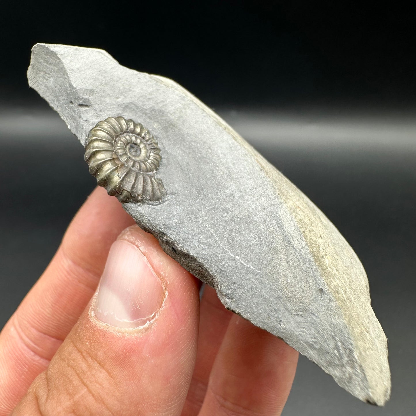 Promicroceras ammonite shell fossil with box and stand - Whitby, North Yorkshire Jurassic Coast Yorkshire Fossils