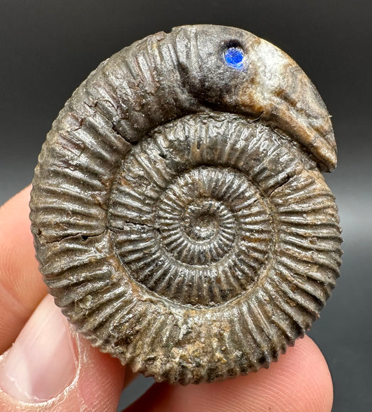 Snakestone Ammonite Fossil With Bag/Box And Stand - Whitby, North Yorkshire Jurassic Coast Yorkshire Fossils