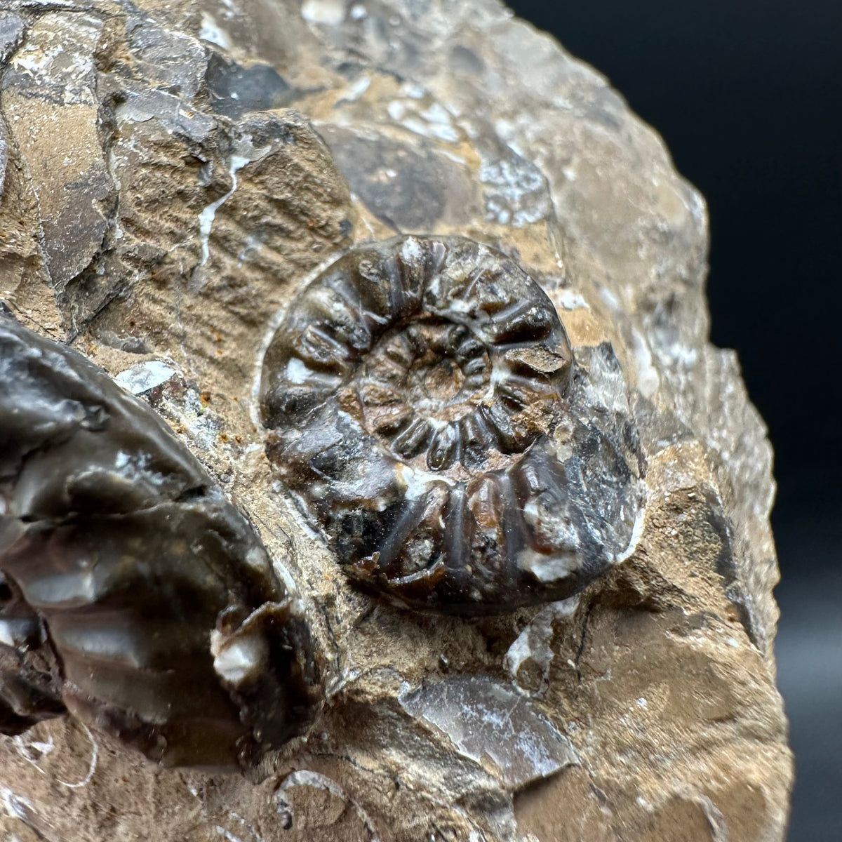 Amaltheus subnodosus Ammonite fossil with stand - Whitby, North Yorkshire Jurassic Coast Yorkshire Fossils