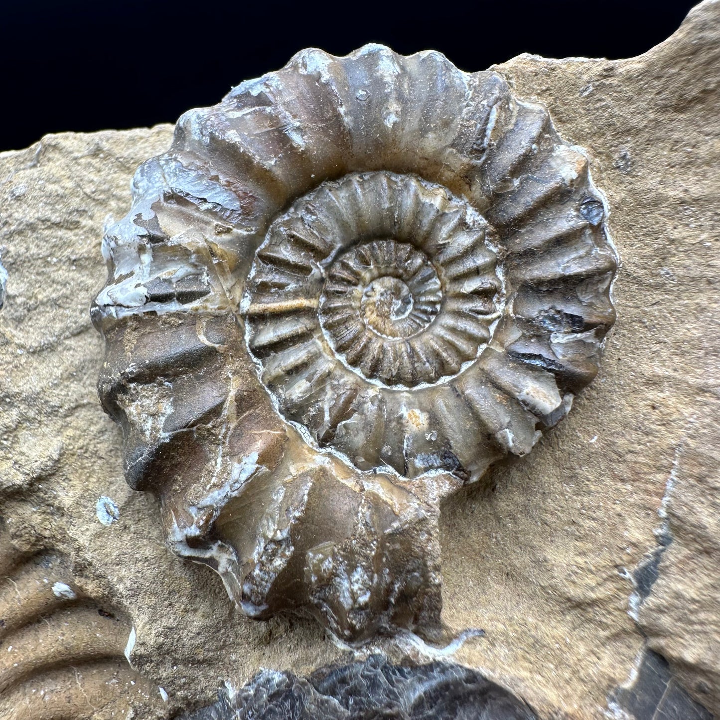 Androgynoceras Capricornus ammonite fossil with box and stand - Whitby, North Yorkshire Jurassic Coast Yorkshire Fossils