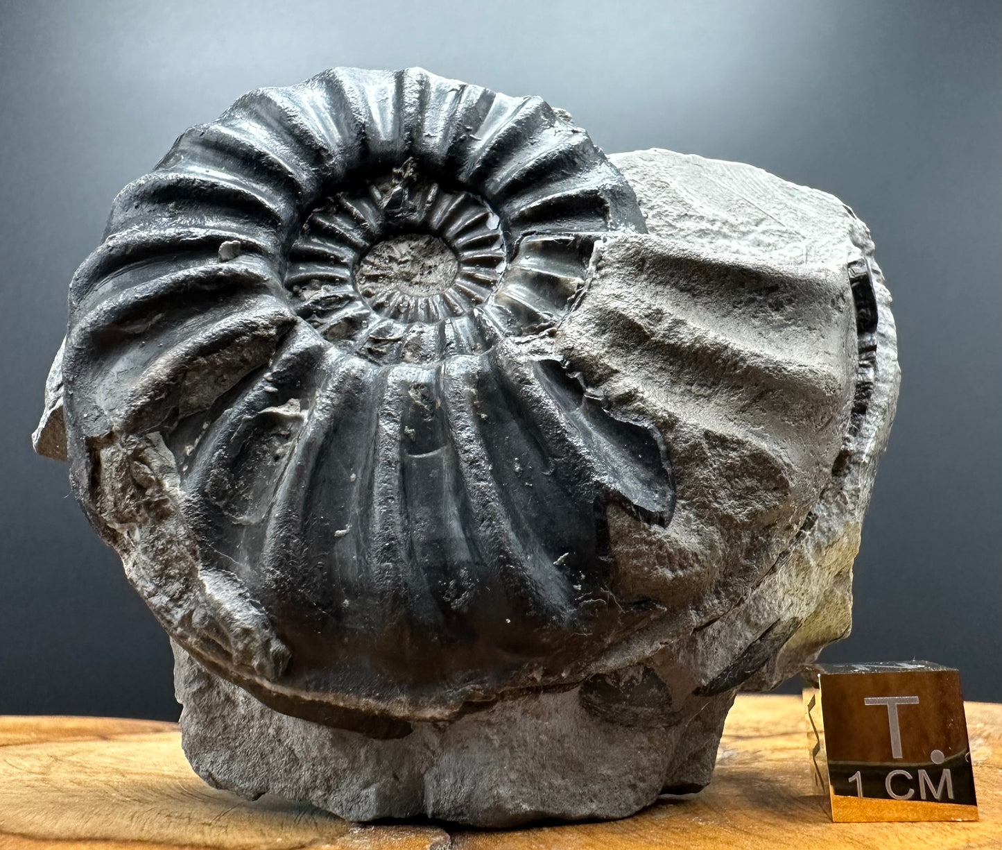 Asteroceras Ammonite fossil with box and stand - Whitby, North Yorkshire Jurassic Coast Yorkshire Fossils