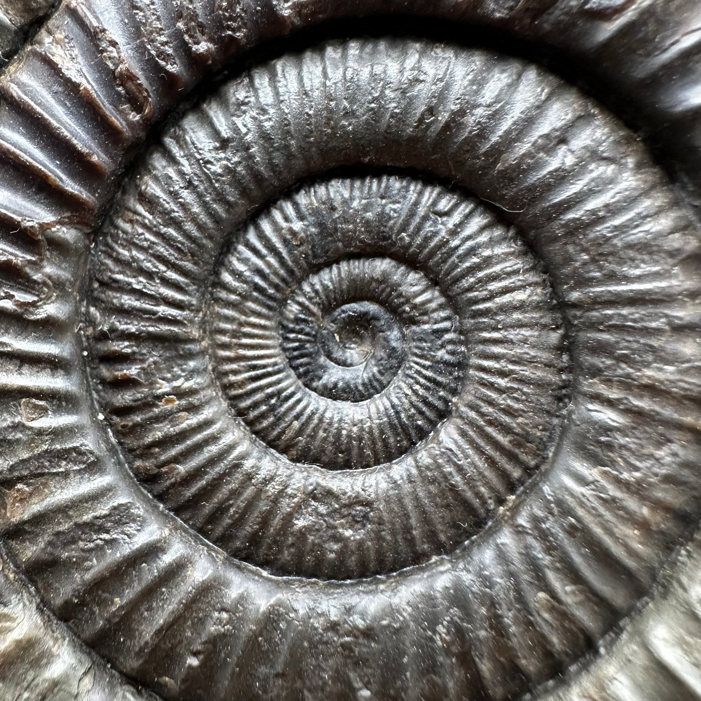 Dactylioceras Ammonite Fossil With box and Stand - Whitby, North Yorkshire Jurassic Coast Yorkshire Fossils