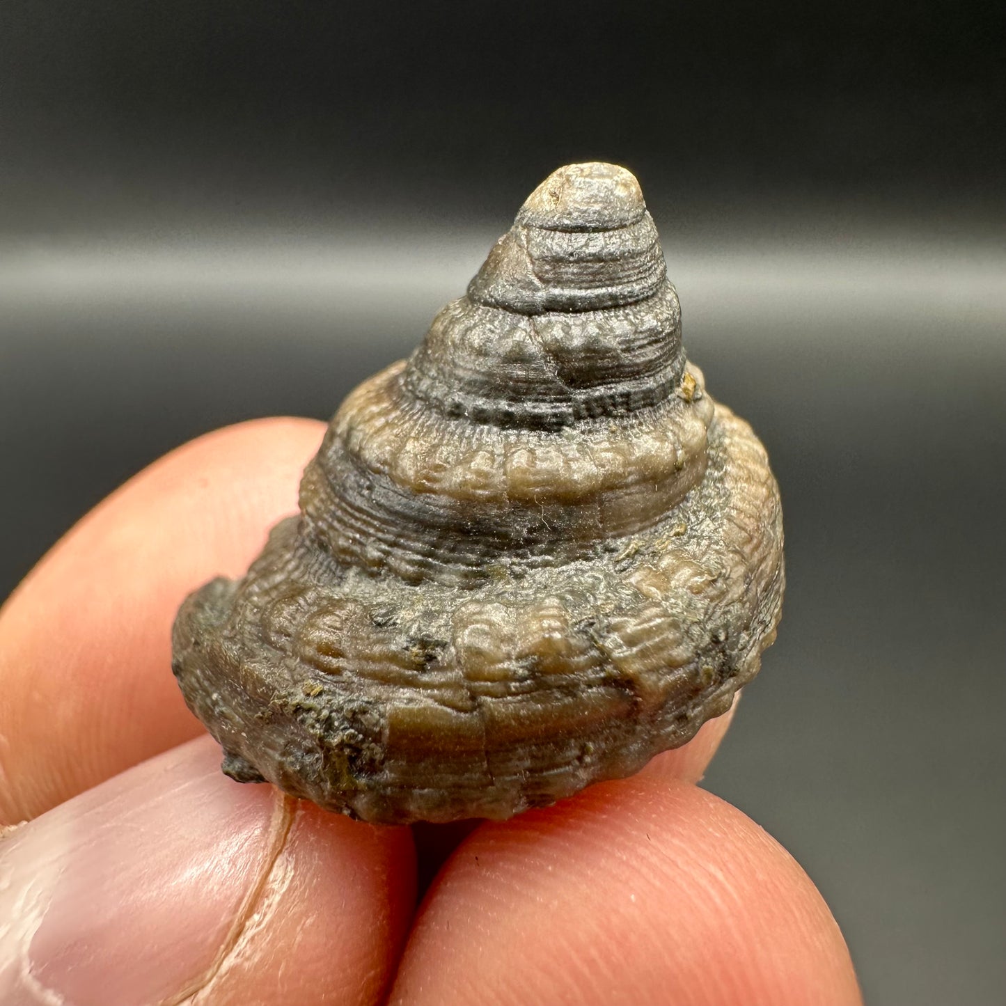 Gastropod Fossil Shell - Whitby, North Yorkshire, Jurassic Coast, Yorkshire Fossils