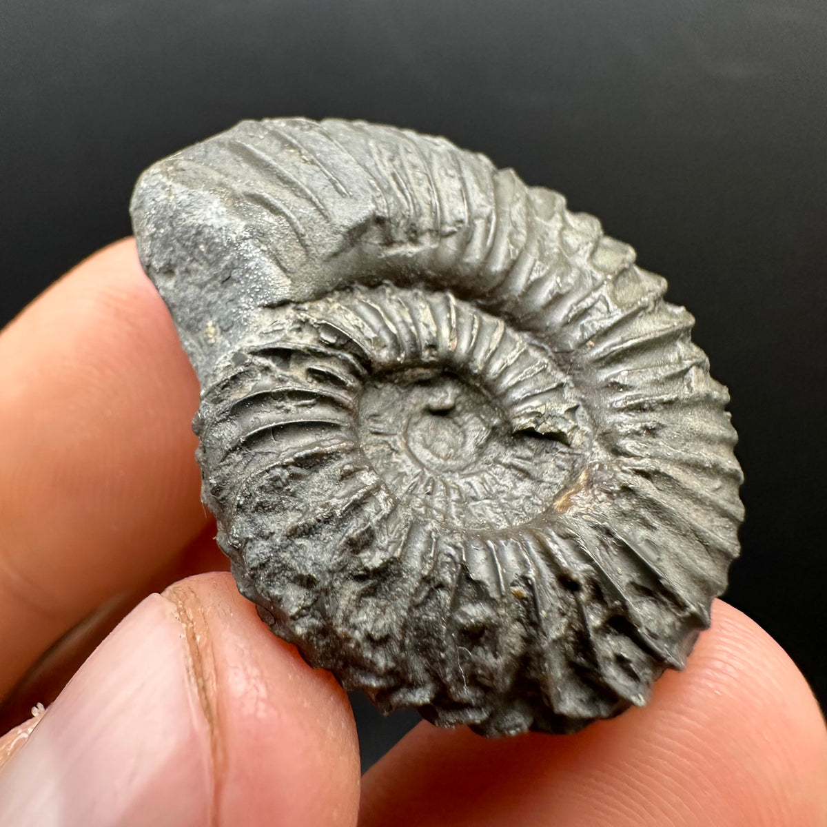 Schlothemia sp. ammonite fossil with box and stand - Whitby, North Yorkshire Jurassic Coast, Yorkshire fossils