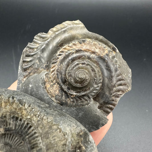 Dactylioceras imprint (negative) bundle ammonite shell fossil with box - Whitby, North Yorkshire, Yorkshire Fossils