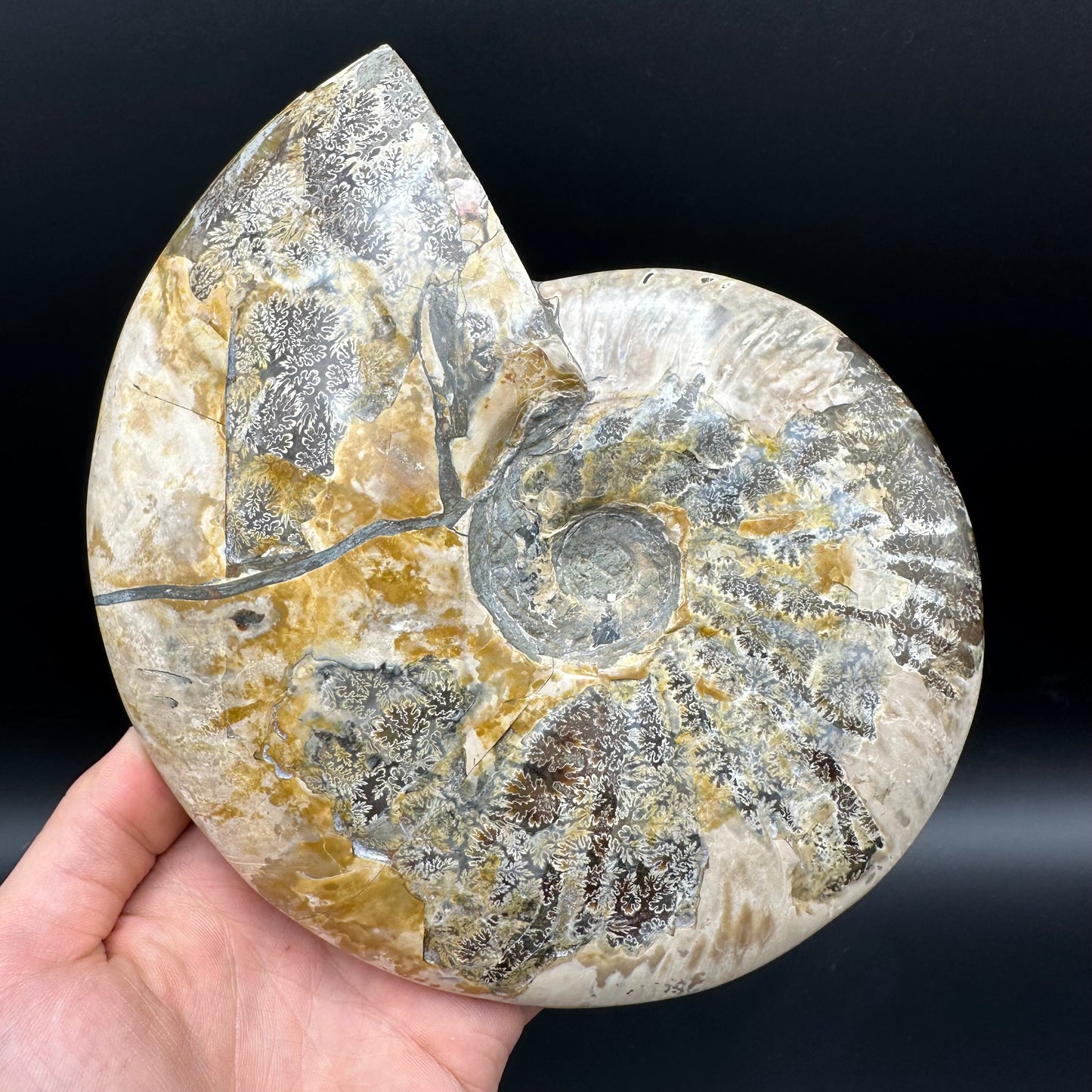 Cleoniceras Ammonite Fossil With Stand - Cretaceous Ammonite Madagascar