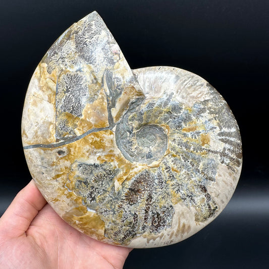 Cleoniceras Ammonite Fossil With Stand - Cretaceous Ammonite Madagascar