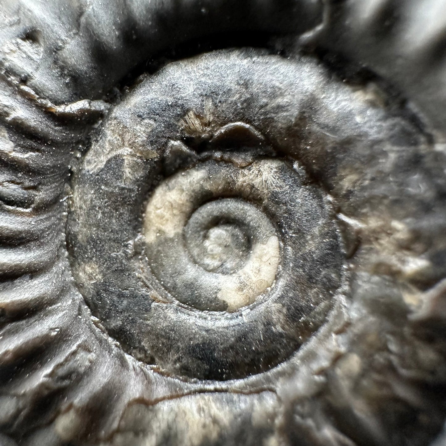 Arnioceras ammonite shell fossil with stand - Whitby, North Yorkshire Jurassic Coast Yorkshire Fossils