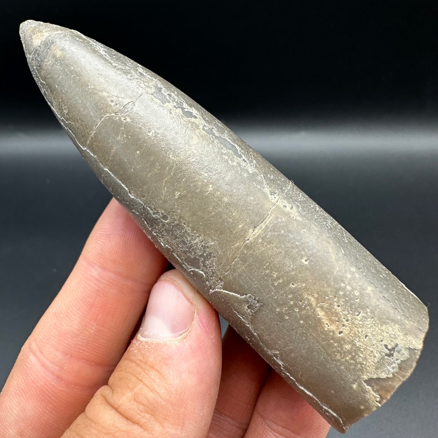 Belemnite (Fossil Squid) shell fossil with box and stand - Whitby, North Yorkshire Jurassic Coast Yorkshire Fossils