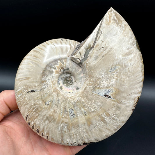 Cleoniceras Ammonite Fossil With Stand - Cretaceous Ammonite Madagascar
