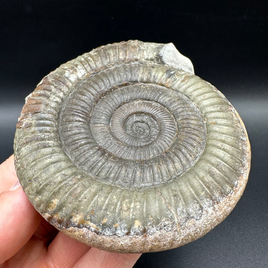 Dactylioceras Ammonite Fossil With Box And Stand - Whitby, North Yorkshire Jurassic Coast Yorkshire Fossils