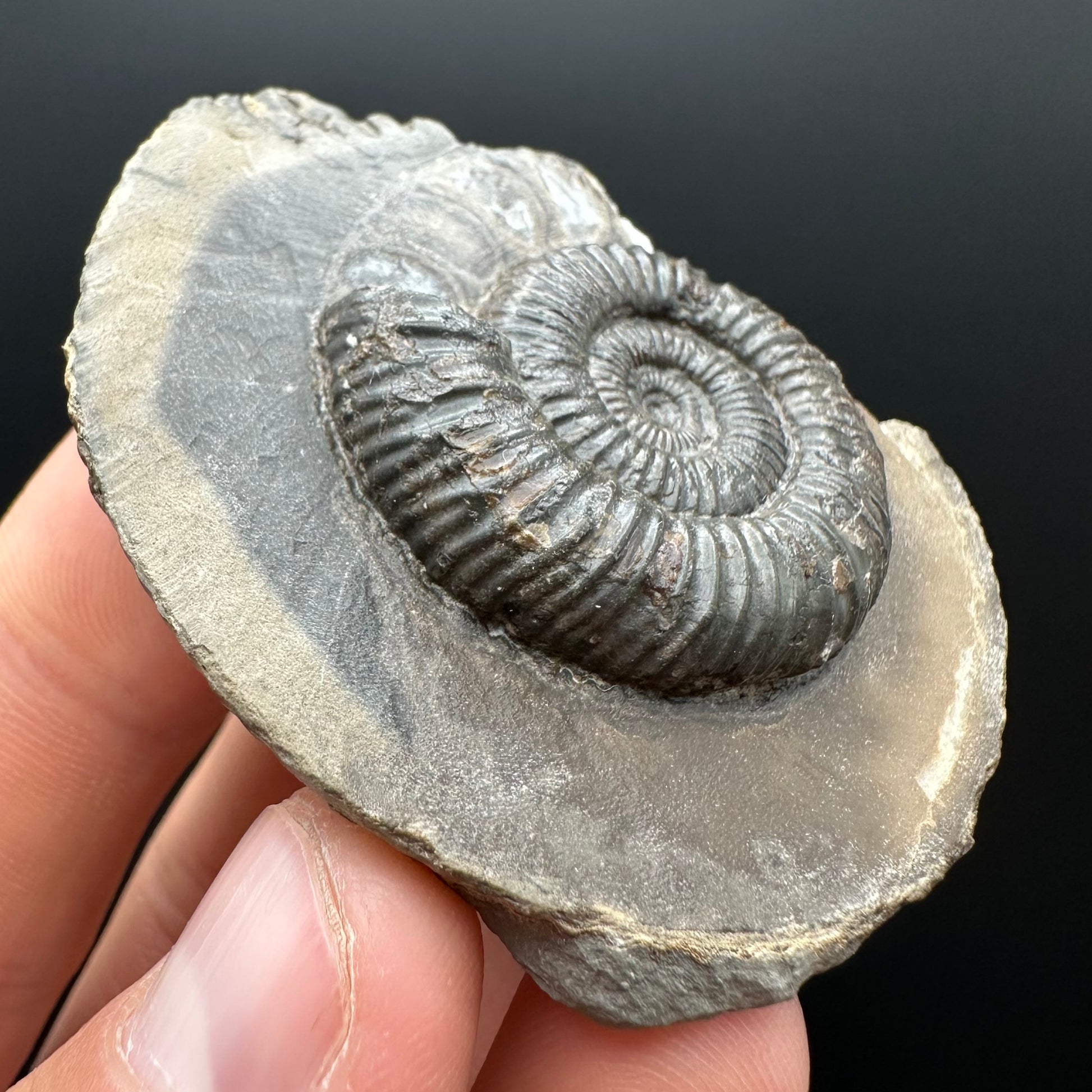 Genuine Yorkshire ammonite fossil for sale – Whitby Jurassic specimen