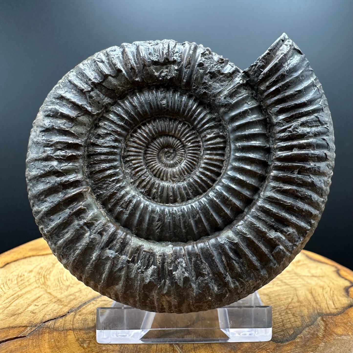 Dactylioceras Ammonite Fossil With box and Stand - Whitby, North Yorkshire Jurassic Coast Yorkshire Fossils
