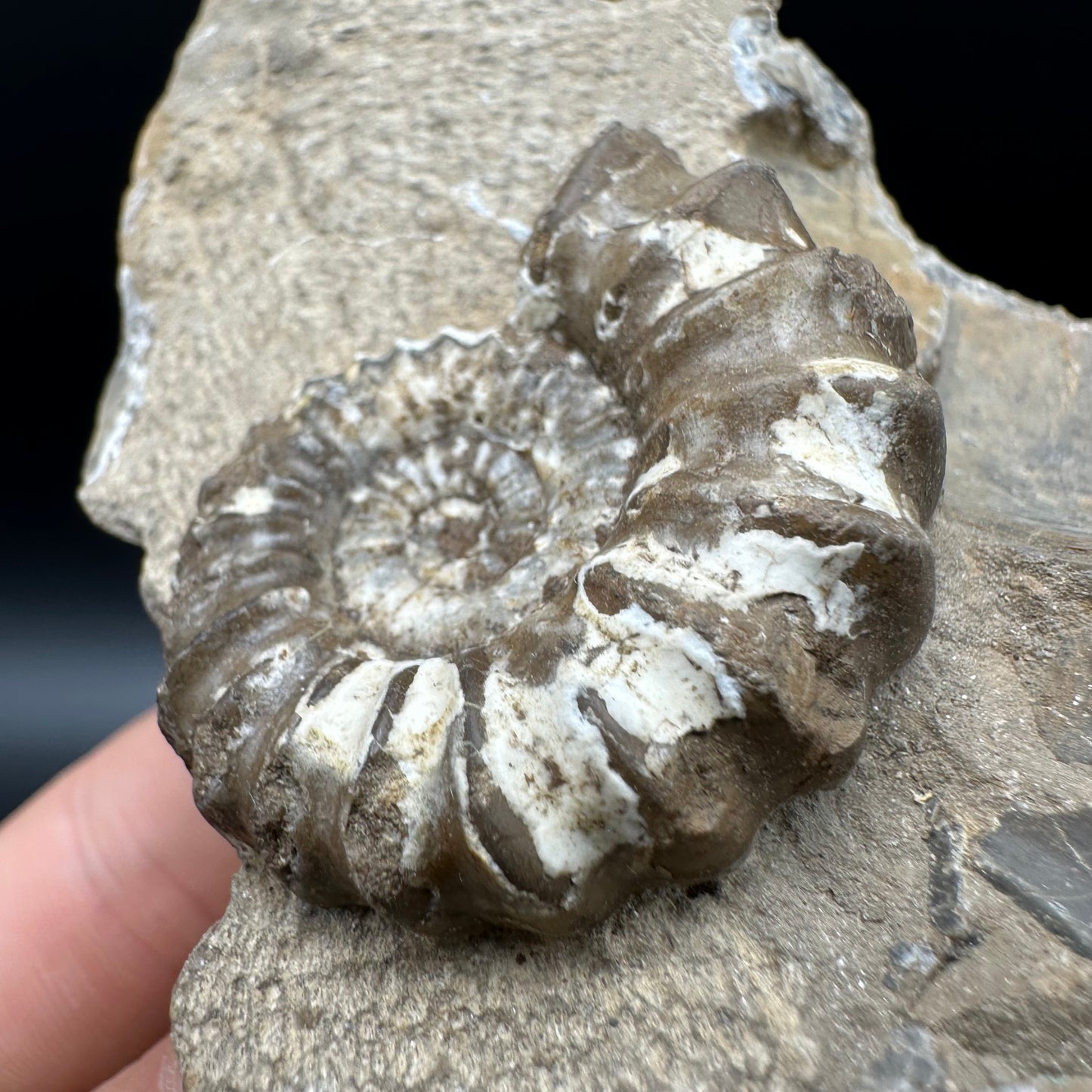 Androgynoceras capricornus Ammonite Fossil With Box And Stand - Whitby, North Yorkshire Jurassic Coast Yorkshire Fossils