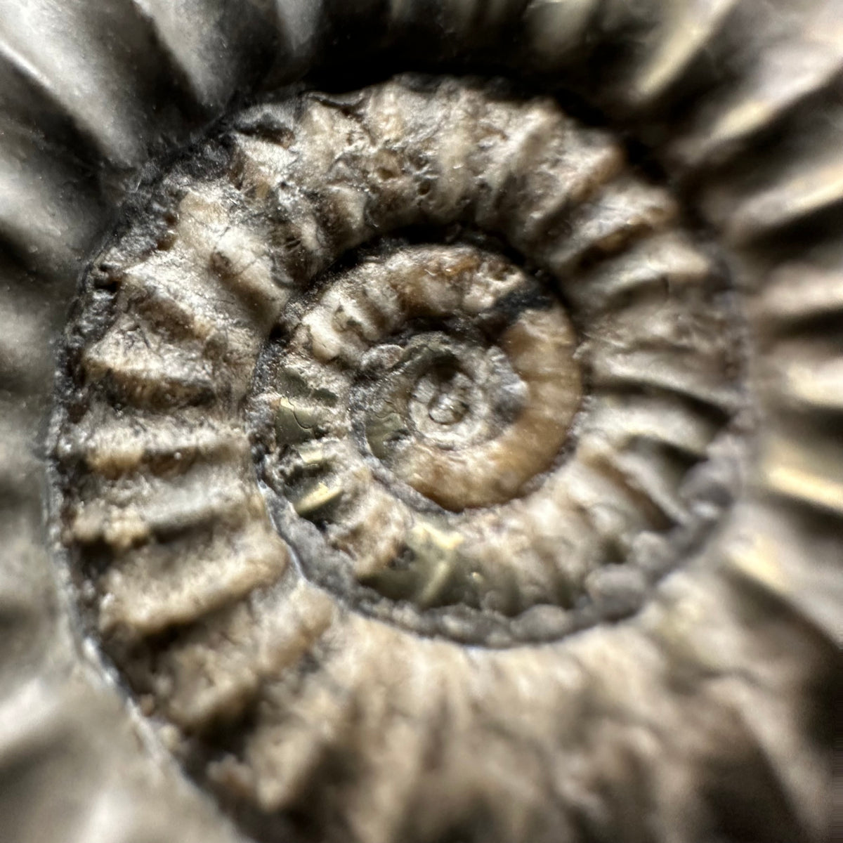 Arnioceras ammonite shell fossil with box and stand - Whitby, North Yorkshire Jurassic Coast Yorkshire Fossils