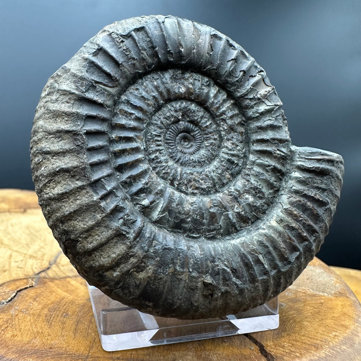 Dactylioceras Ammonite Fossil With box and Stand - Whitby, North Yorkshire Jurassic Coast Yorkshire Fossils