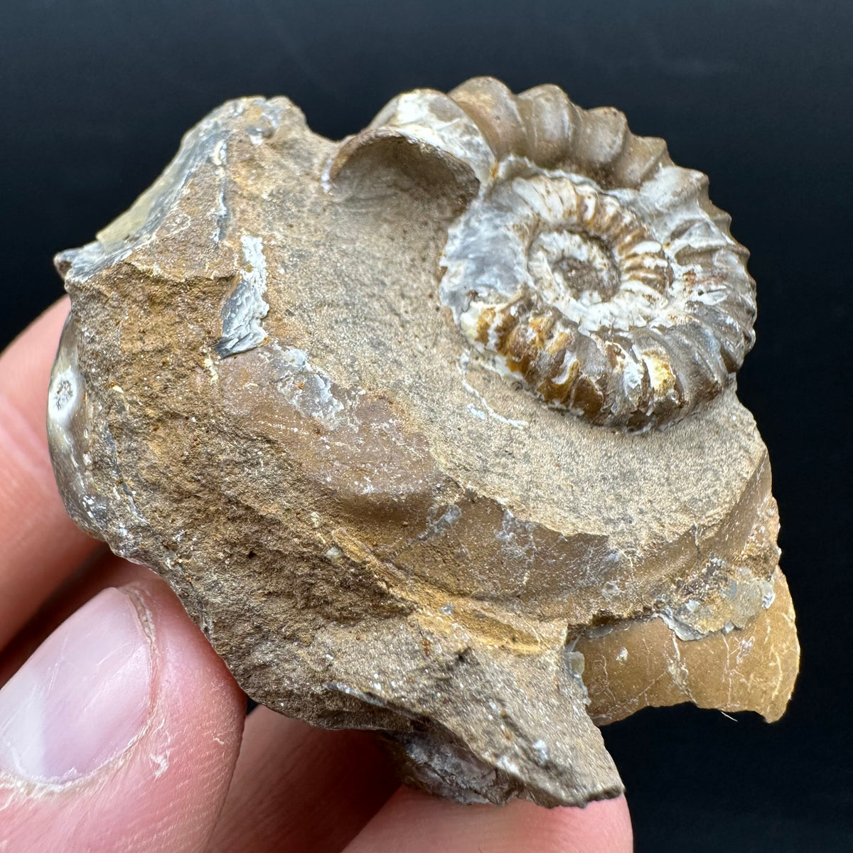 Androgynoceras capricornus Ammonite Fossil With Stand - Whitby, North Yorkshire Jurassic Coast Yorkshire Fossils