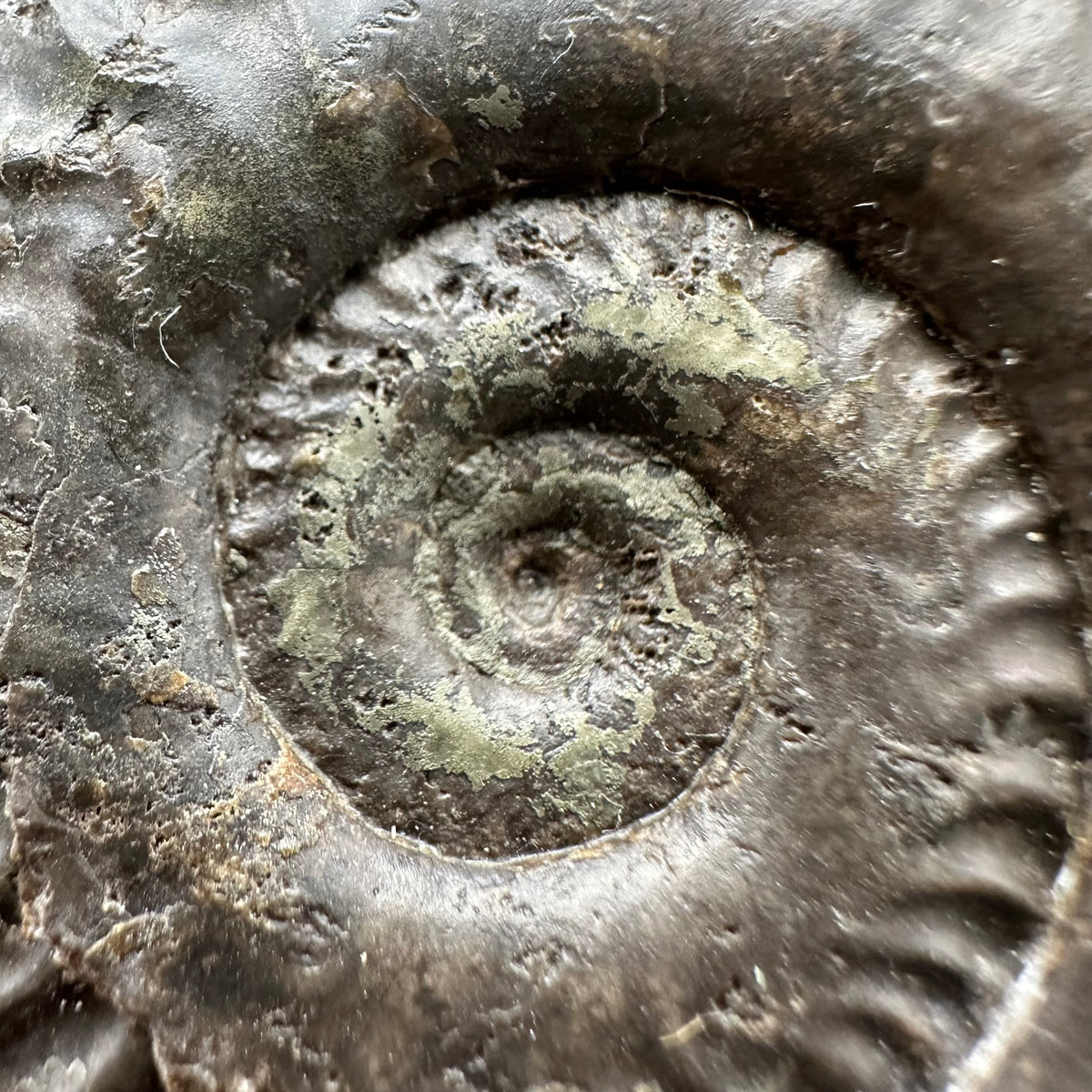 Hildoceras Bifrons Ammonite fossil with stand - Whitby, North Yorkshire Jurassic Coast, Yorkshire Fossils from the Jurassic Coast