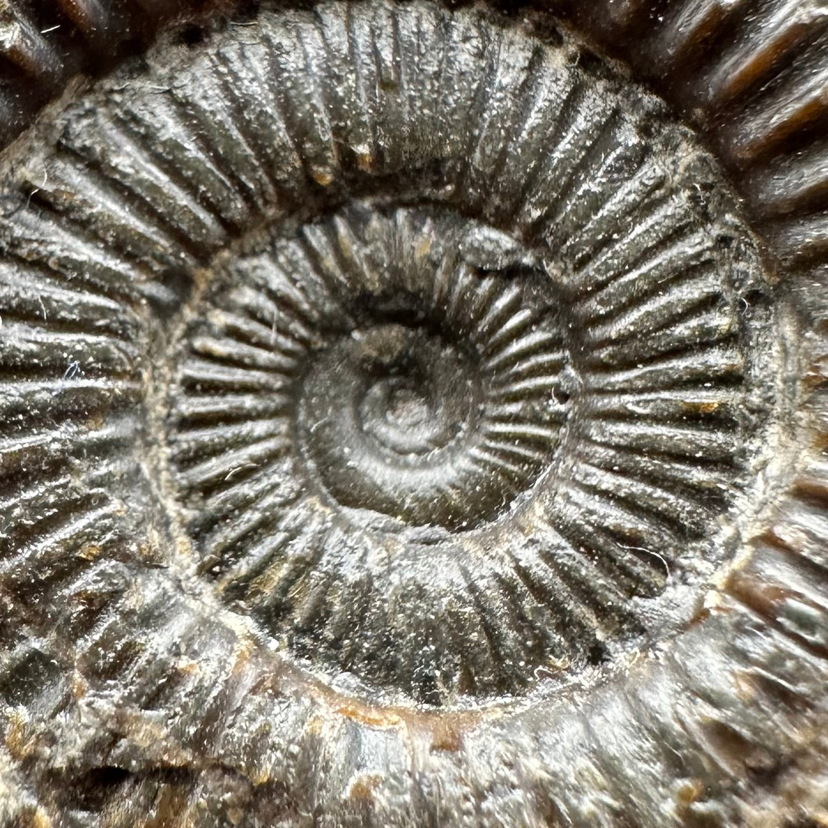 Dactylioceras Ammonite Fossil With box and Stand - Whitby, North Yorkshire Jurassic Coast Yorkshire Fossils
