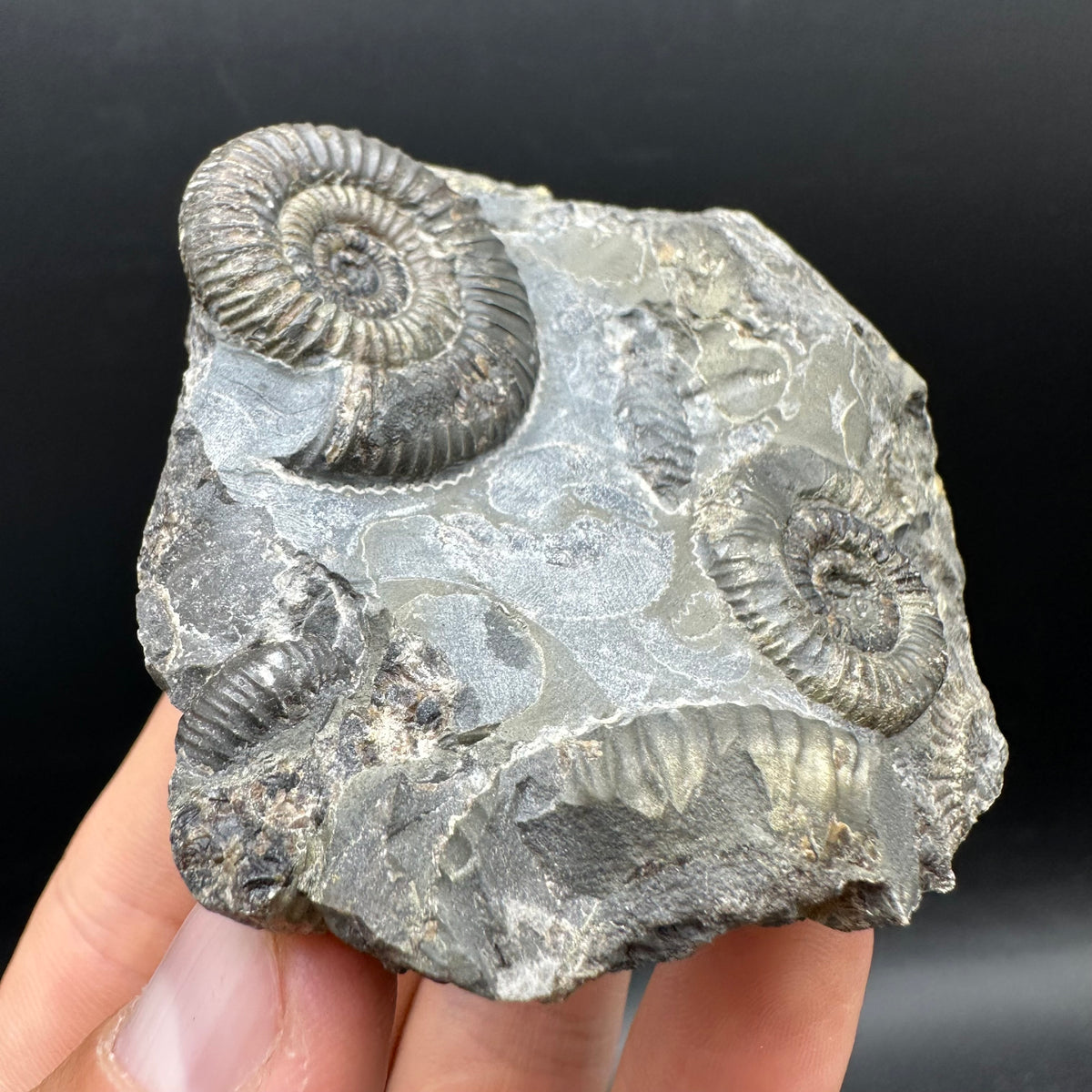Gracile Multi-block Ammonite Fossil With Box And Stand - Whitby, North Yorkshire Jurassic Coast Yorkshire Fossils